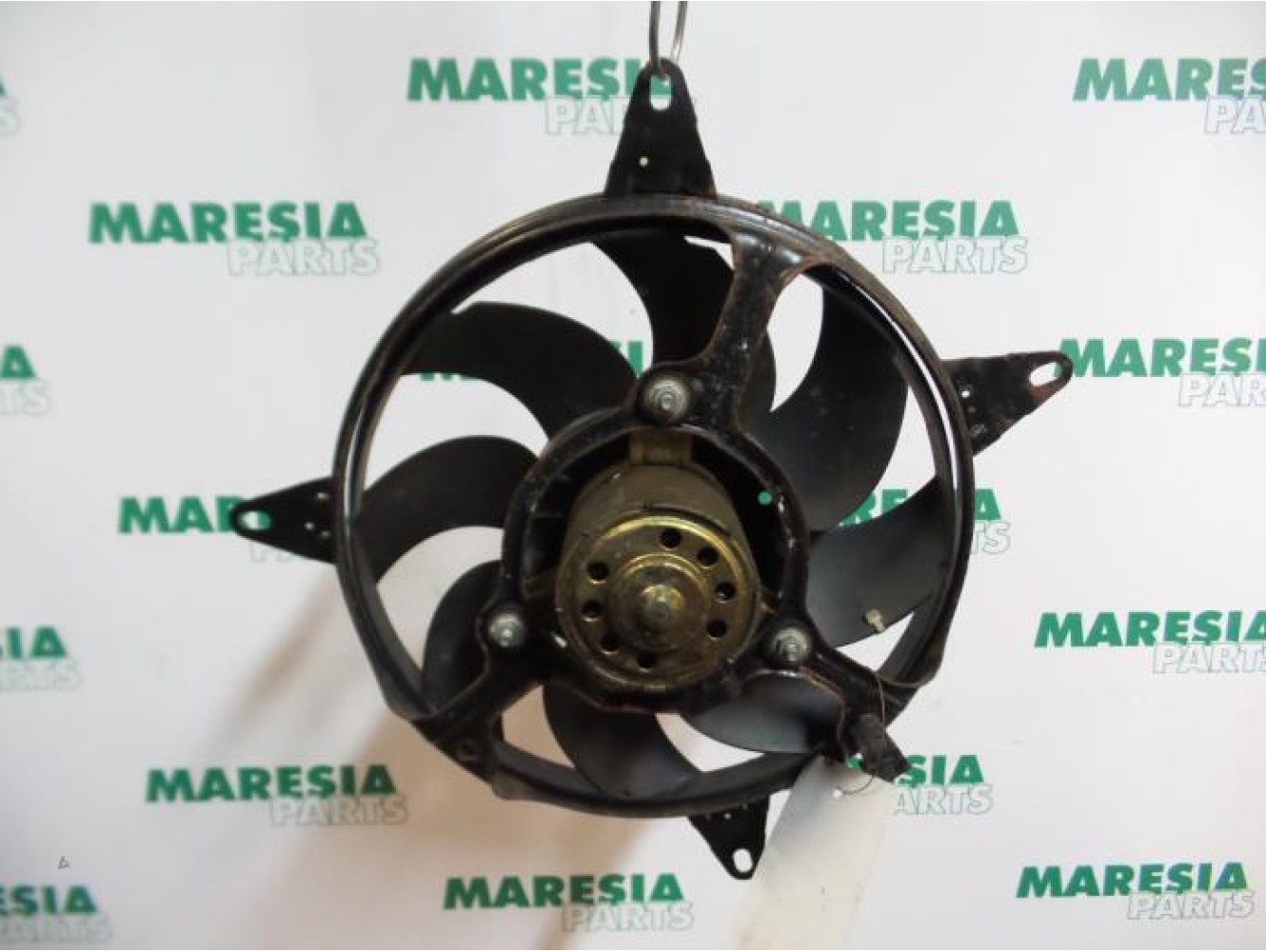 Fiat - Panda - Koelvin Motor
