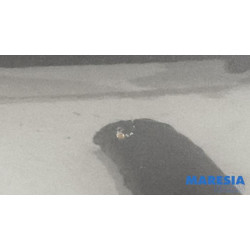 Peugeot - 107 - Motorkap