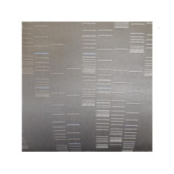 Citroen - Berlingo - Stoel links